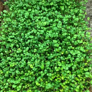 Basil Microgreen Kit