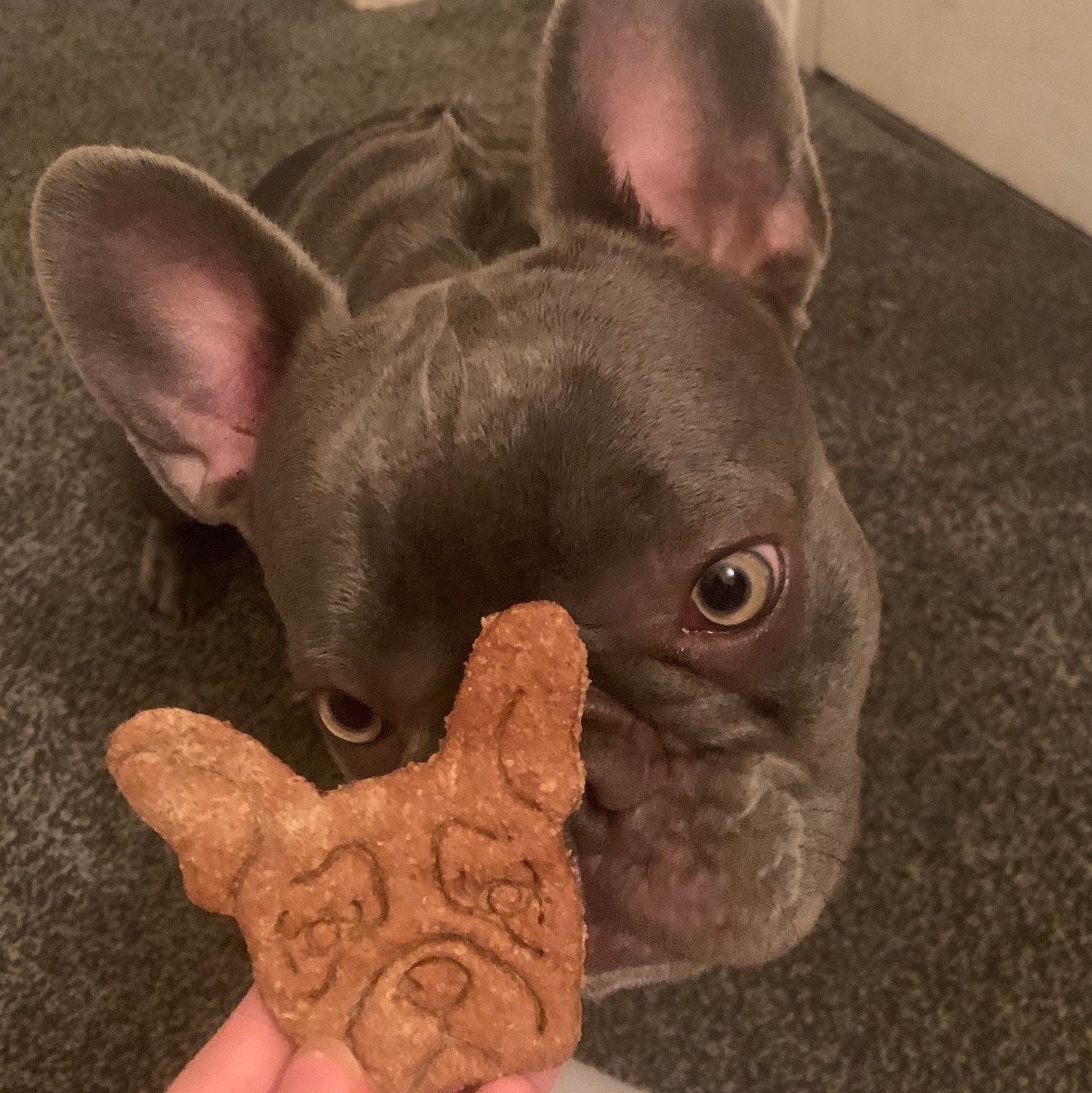 Dog Breed Biscuits Frenchie Biscuits French Bulldog Biscuits Etsy