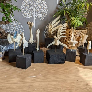 Knochen auf Blöcken. Aufgezogene Knochen. Vielfalt der Knochen von Blöcken. Knochen Wohndeko. Knochen. Knochen Wohnaccessoires. Seltsamkeiten. Kuriositäten. Knochen. Alt.