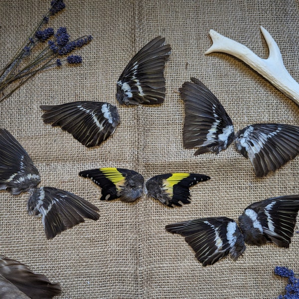 Craft grade bird wings. Wings. Bird wings. Salt preserved wings. Teal. Crow. Witch. Nature oddity. Garden bird wings. Taxidermy. Curio