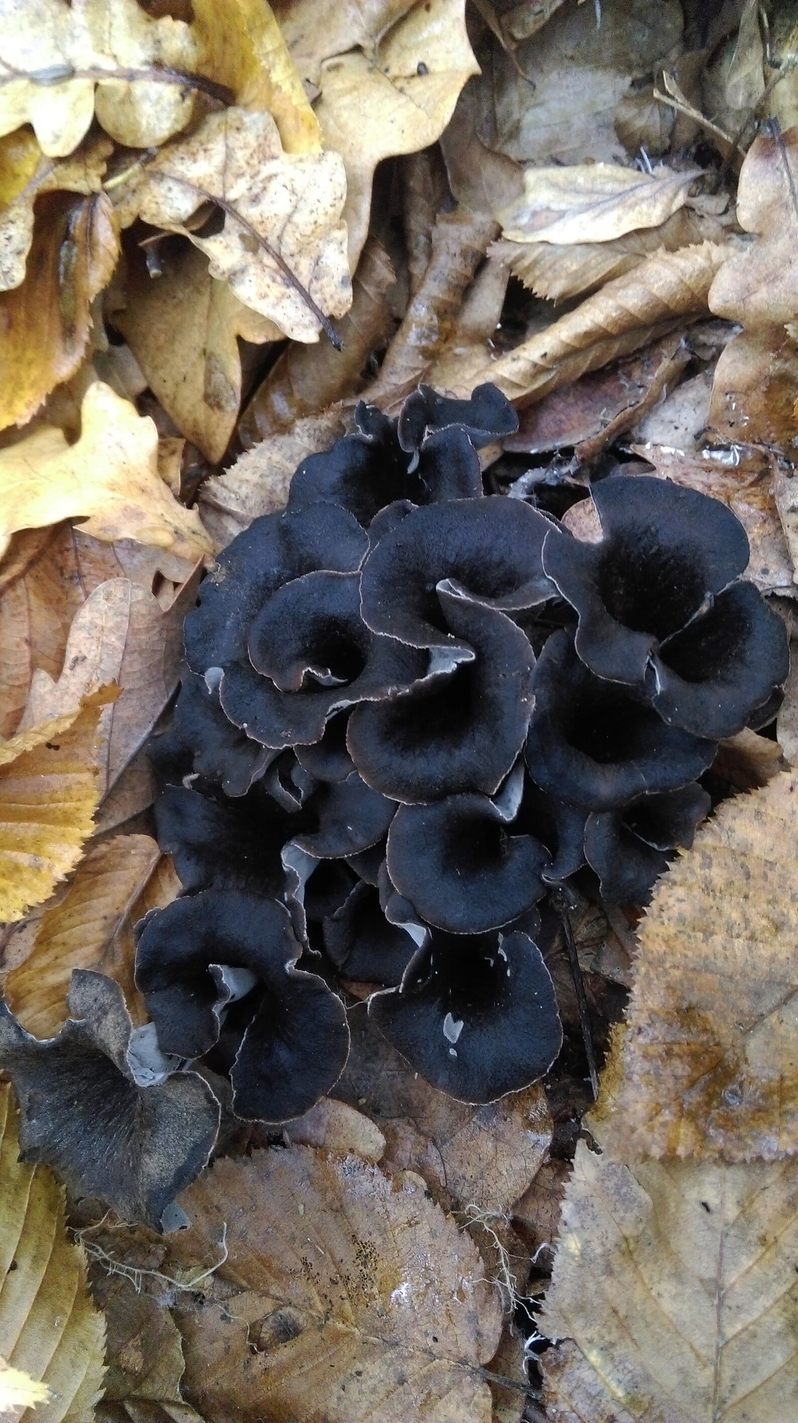 Black Trumpet Mushrooms Wildcrafted Dried Pieces 1 oz Etsy