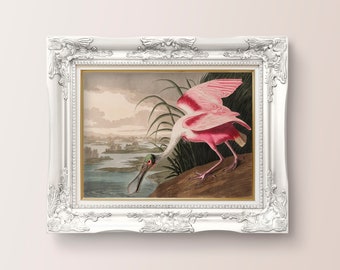 Roseate Spoonbill Birds of America Vintage Art Original Design Digital Print Instant Download Printable Art Vintage Painting Home Decor