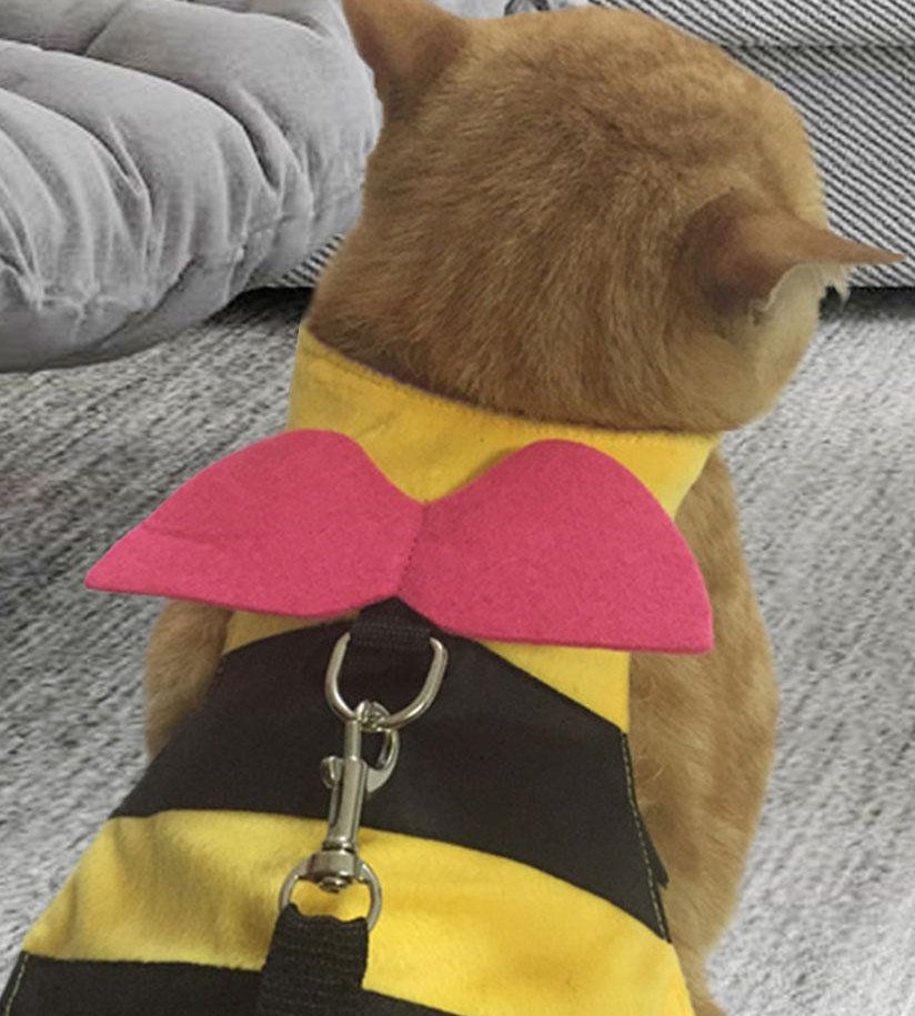 cat bumblebee costume