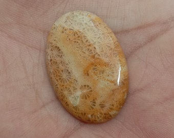 Natural Fossil Coral,Fossil Coral Cabochon,Fossil Coral Loose Gemstone,Top Quality Fossil Coral Matching Earrings Pair,29x22x4 mm,42.10 Cts