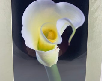 Calla Lily Photo | Etsy