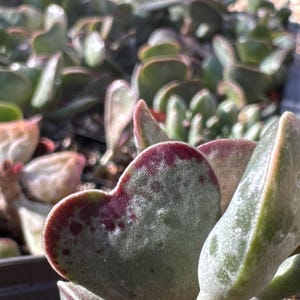 Adromischus “Calico Hearts” 3 Inch