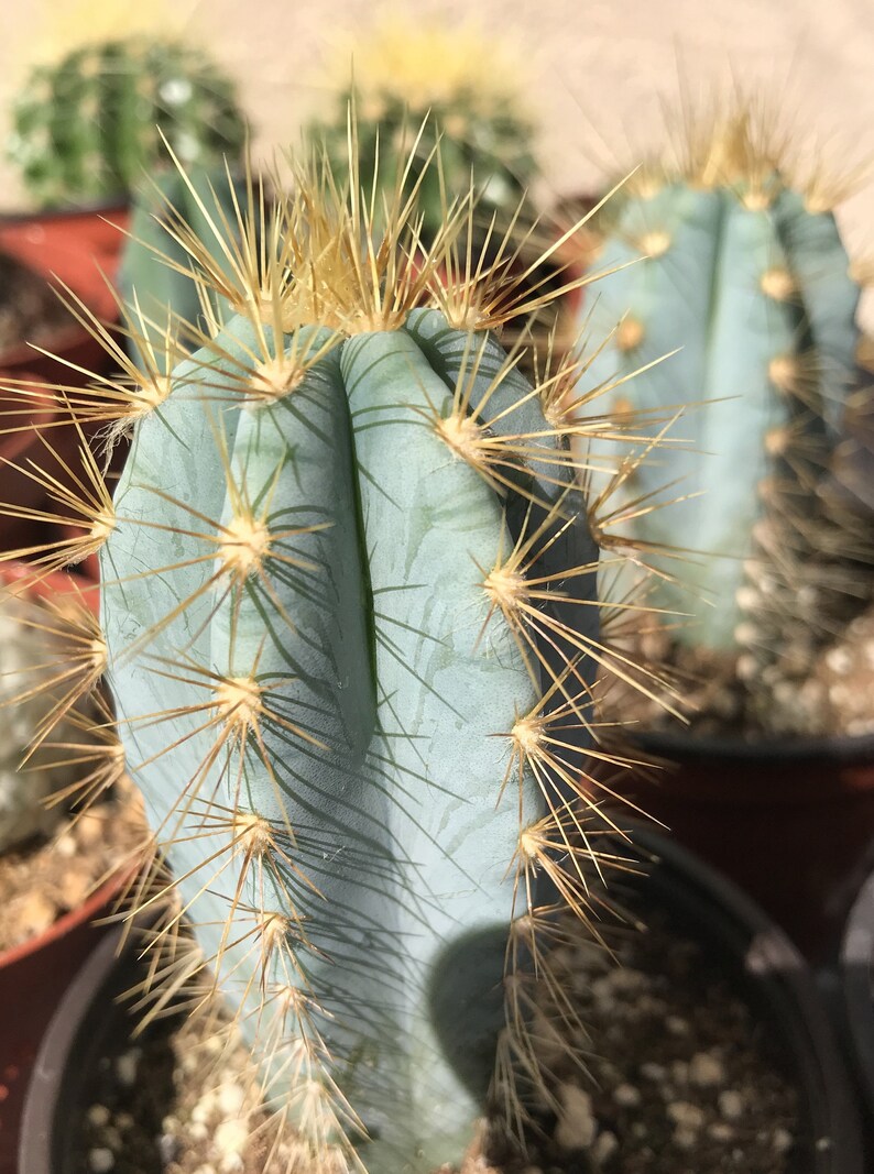 Pilosocereus Azureus Blue Candle Cactus Etsy.de