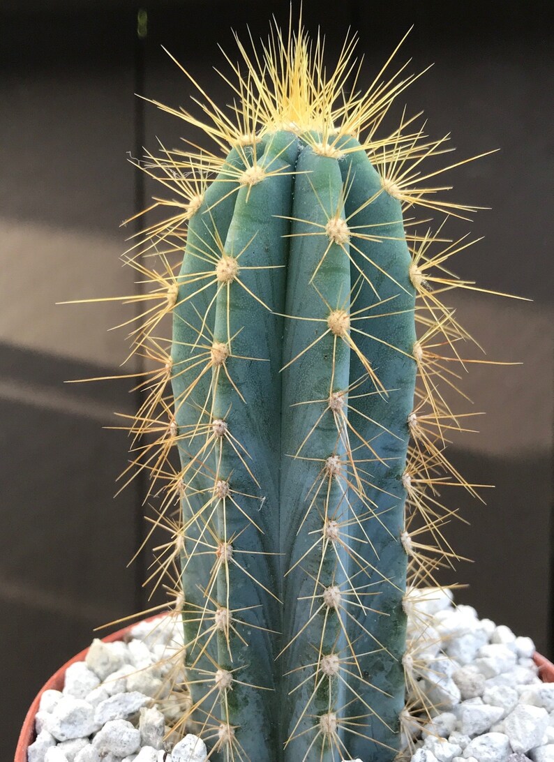 Pilosocereus Azureus Blue Candle Cactus Etsy
