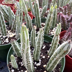 Kleinia Stapeliiformis “Candle Stick Pickle Plant”