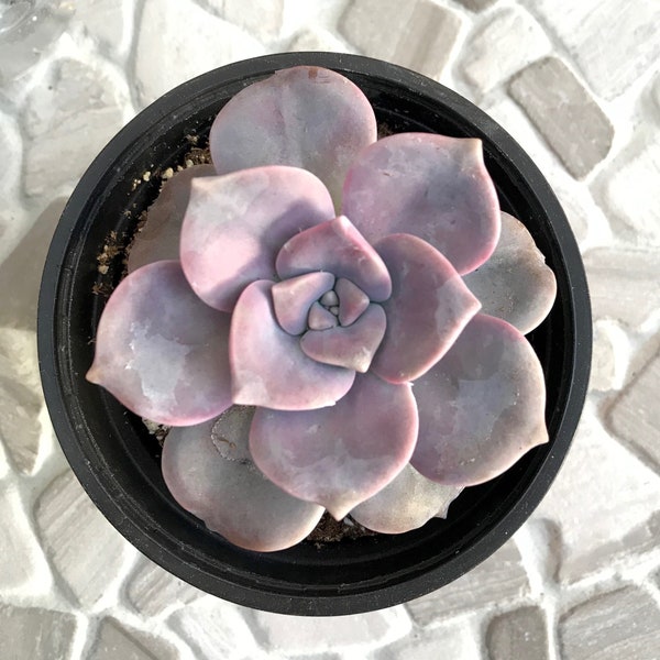 Graptopetalum “Purple Delight”