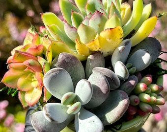 Succulent Arrangement 3