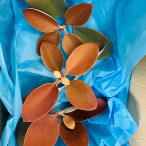 Kalanchoe Orgyalis “Copper Spoon” 4 Inch Cuttings