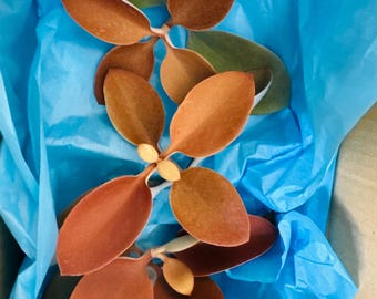 Kalanchoe Orgyalis “Copper Spoon” 4 Inch Cuttings