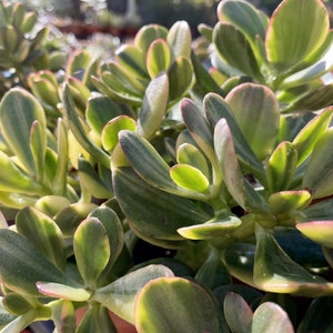 Crassula Ovata “Variegated Jade Plant” 5 Piece Cuttings