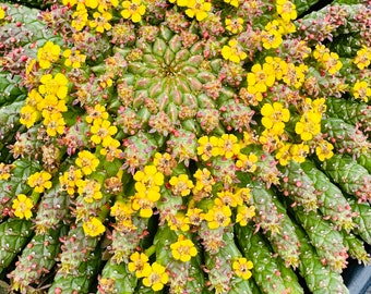 Euphorbia Flanaganii “Medusa's Head” 8 inch