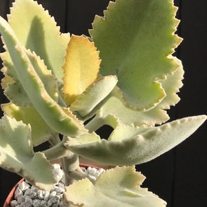 Kalanchoe Beharensis “Oak Leaf” Cutting