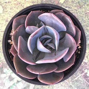 Echeveria “Dusty Rose”