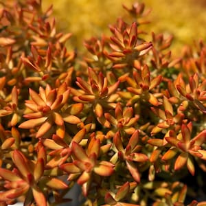 Sedum “Adolphii Firestorm” Cuttings