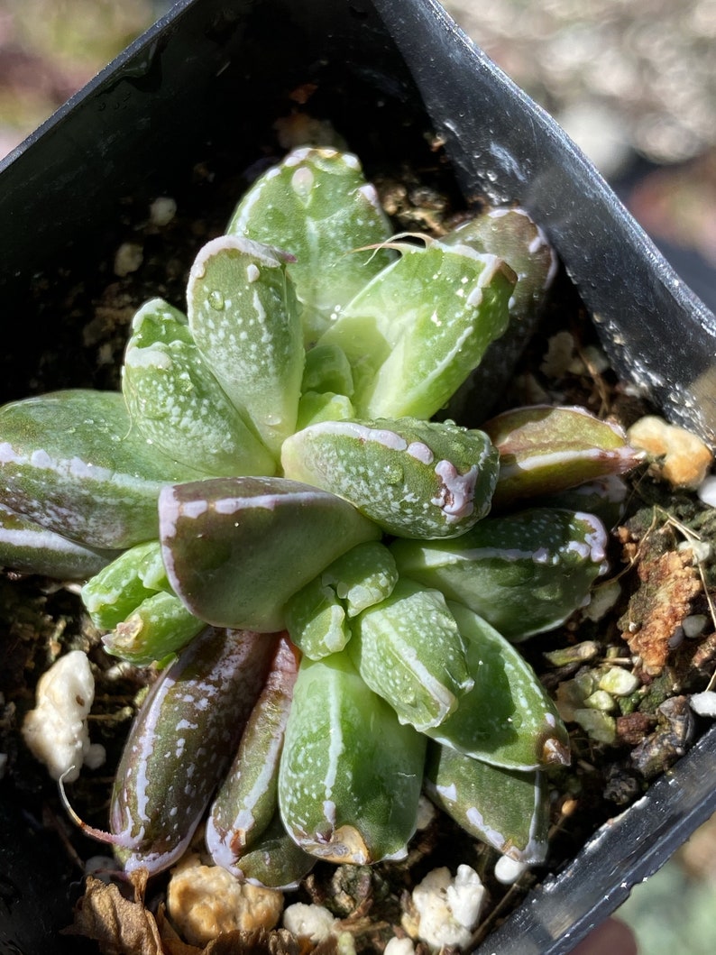 Faucaria Gratiae 2 Inch image 1