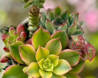 Succulent Arrangement 1