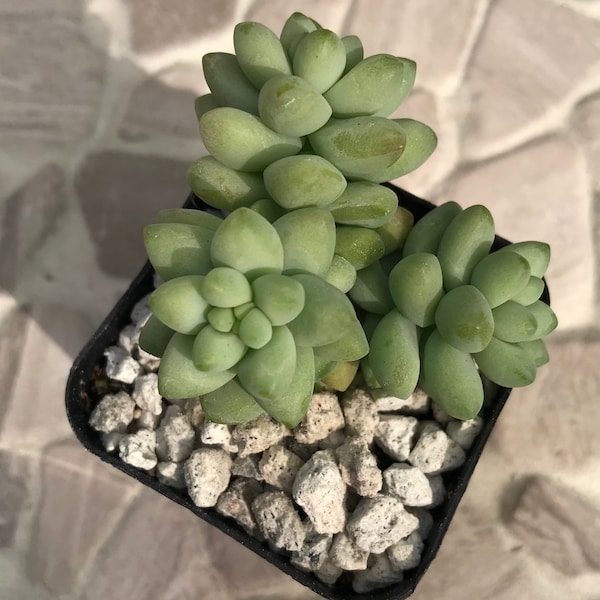 Sedum Morganianum “Burrito a.k.a. Donkey’s Tail”