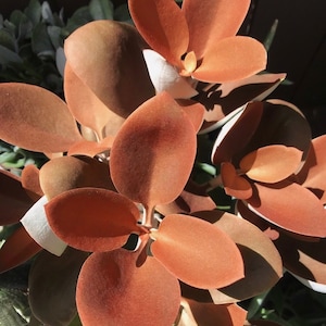 Kalanchoe Orgyalis “Copper Spoon” 4 Inch Cuttings