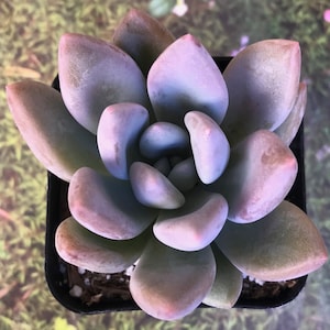 May include: A close-up of a succulent plant with fleshy, light purple leaves arranged in a rosette pattern. The plant is potted in a black plastic pot.