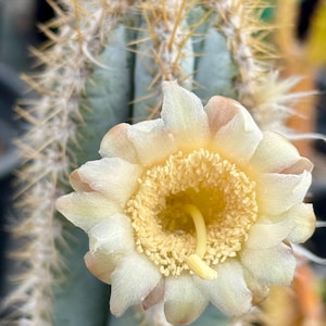 Pilosocereus Azureus “Blue Candle” (Cactus)