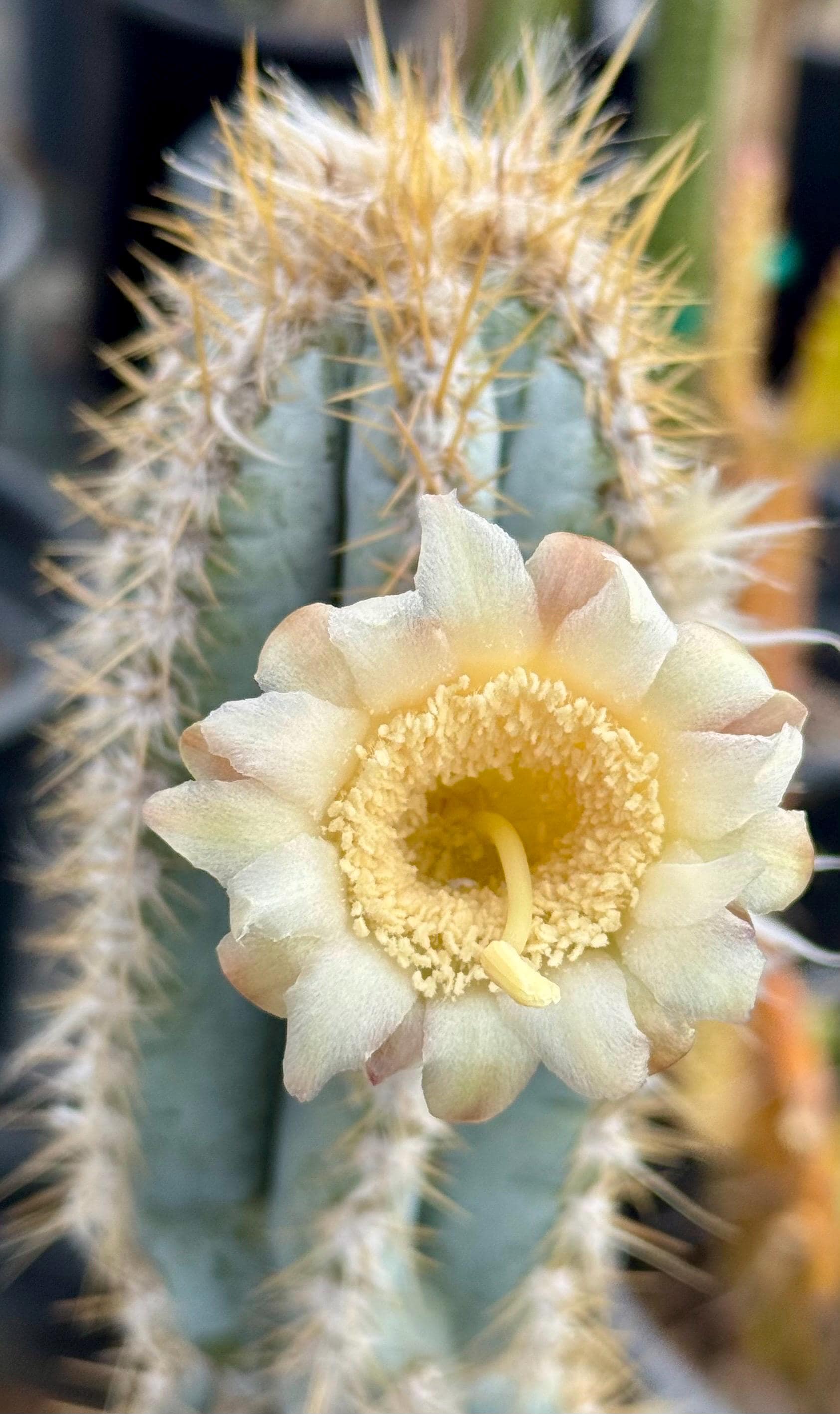 Pilosocereus Azureus blue Candle (cactus) - Etsy