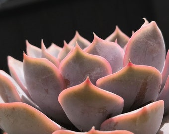 Echeveria “Orion” 4  Inch