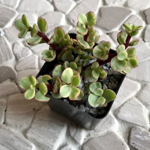 Portulacaria Afra Variegata