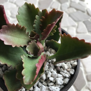 Kalanchoe Sexangularis “Six-angled Kalanchoe”