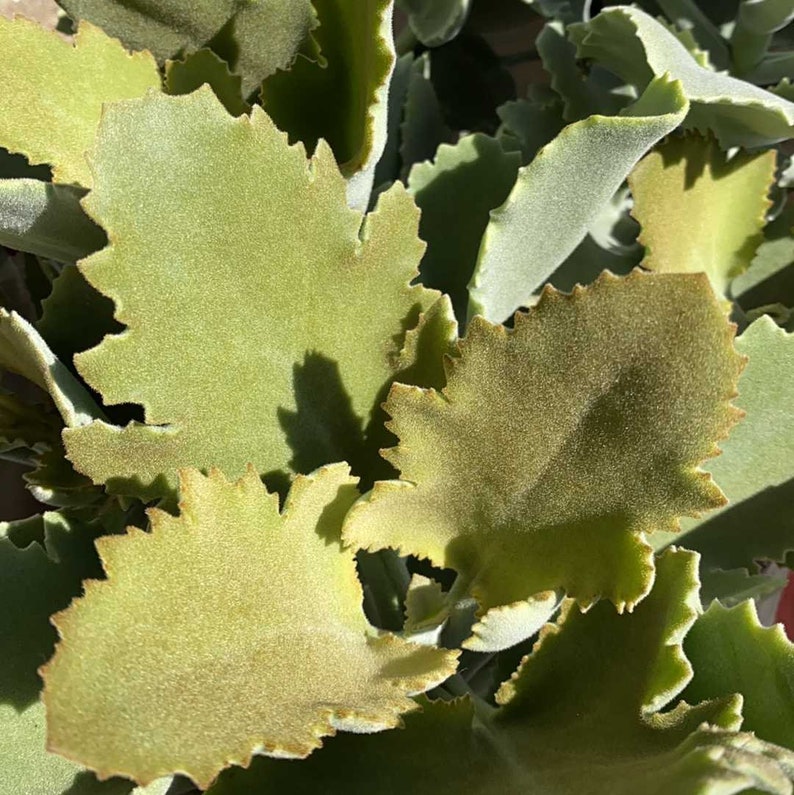 Kalanchoe Beharensis Oak Leaf Cutting image 4
