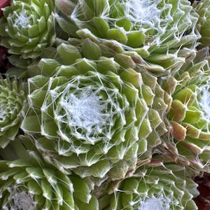 Sempervivum “Cobweb Hens and Chicks”