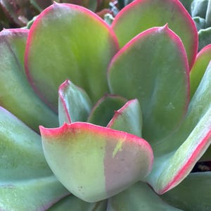 Echeveria “Pelusida Gigantea”