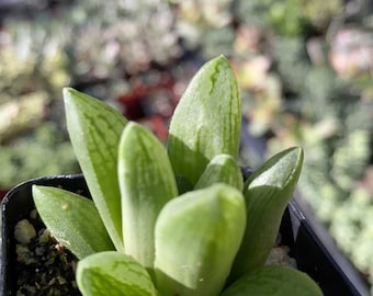 Haworthia “Turgida var. Suberecta”