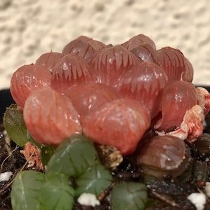Alien Egg Haworthia - Etsy