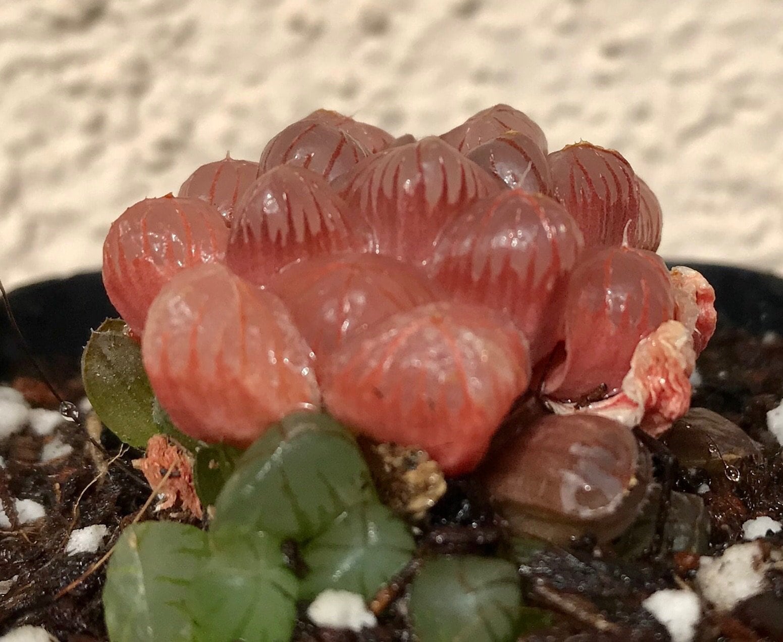 Alien Eggs Succulent - Etsy