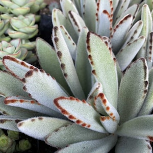 Kalanchoe Tomentosa “Panda Plant, Donkey Ears” 2 Inch