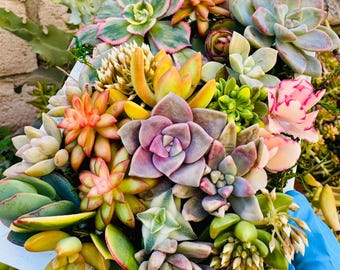Framed Succulent Arrangement