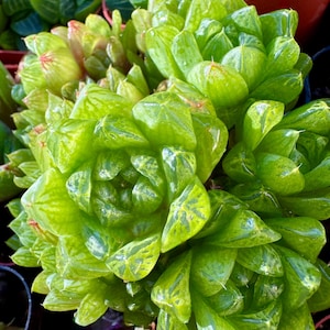 Haworthia “Obtusa” Hybrid