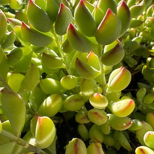 Cotyledon Pendens (8 stems)