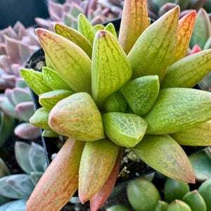 Haworthia “Turgida var. Suberecta”