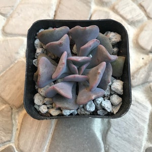 Echeveria “Cubic Frost”