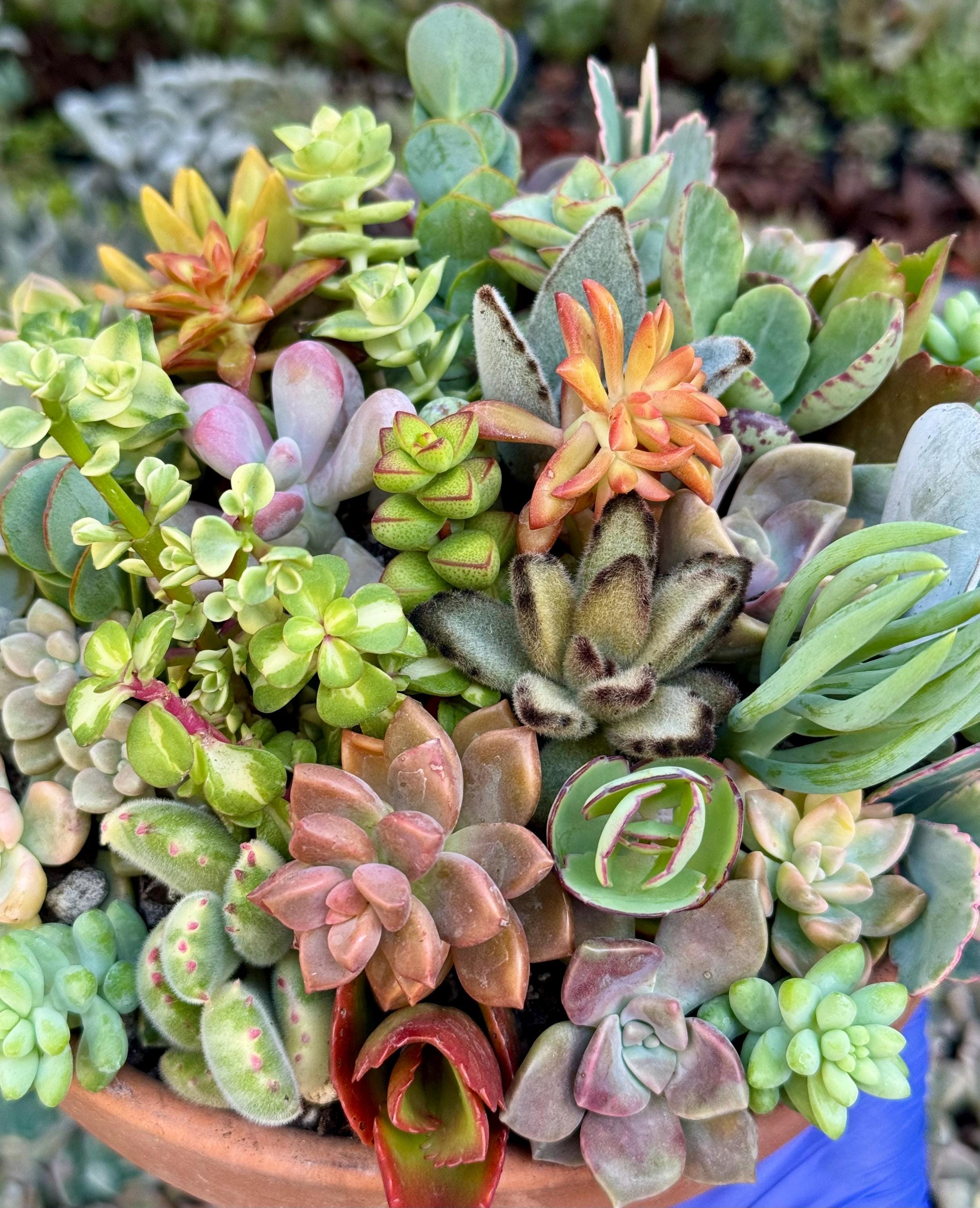 Mini Succulent Bulk - Etsy