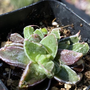 Faucaria Gratiae 2 Inch image 3