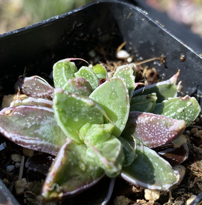 Faucaria Gratiae 2 Inch image 3