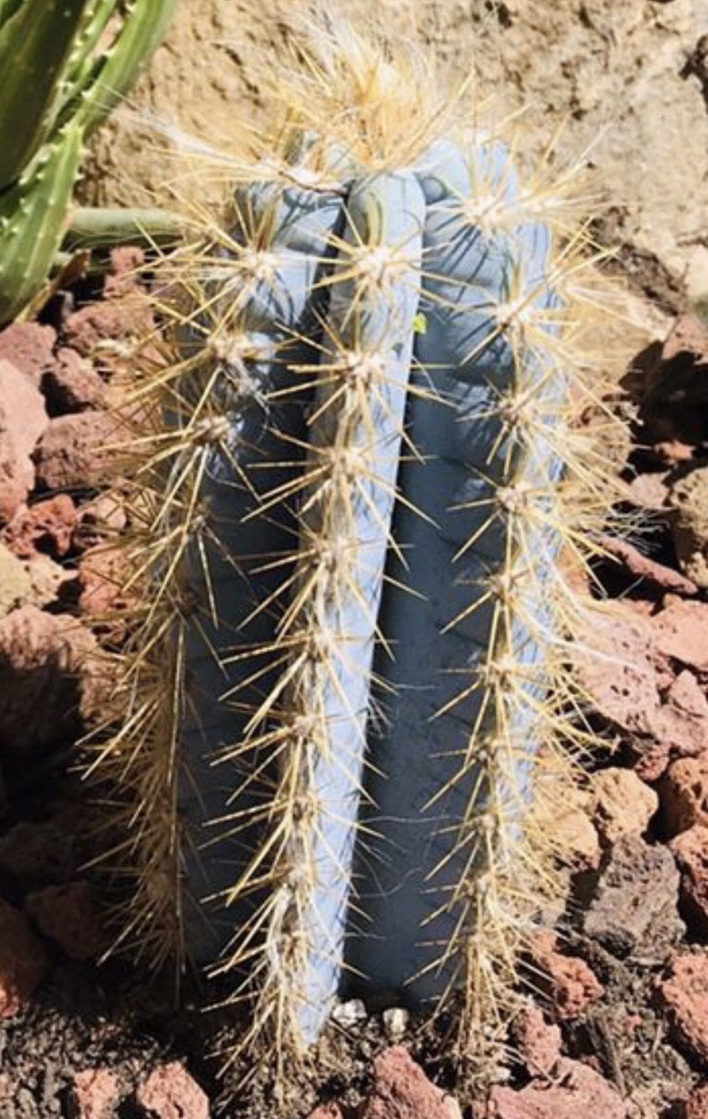 Pilosocereus Azureus Blue Candle Cactus Etsy