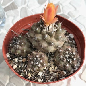 Copiapoa Humilis (Cactus)