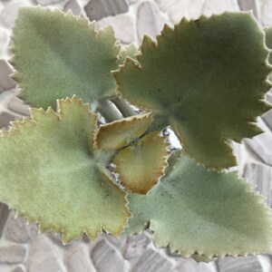 Kalanchoe Beharensis Oak Leaf Cutting 6 Inch